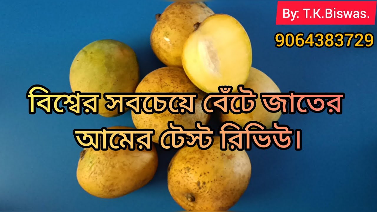Taste review of Hybrid Manjeera Mango. | B.C.K.V.N