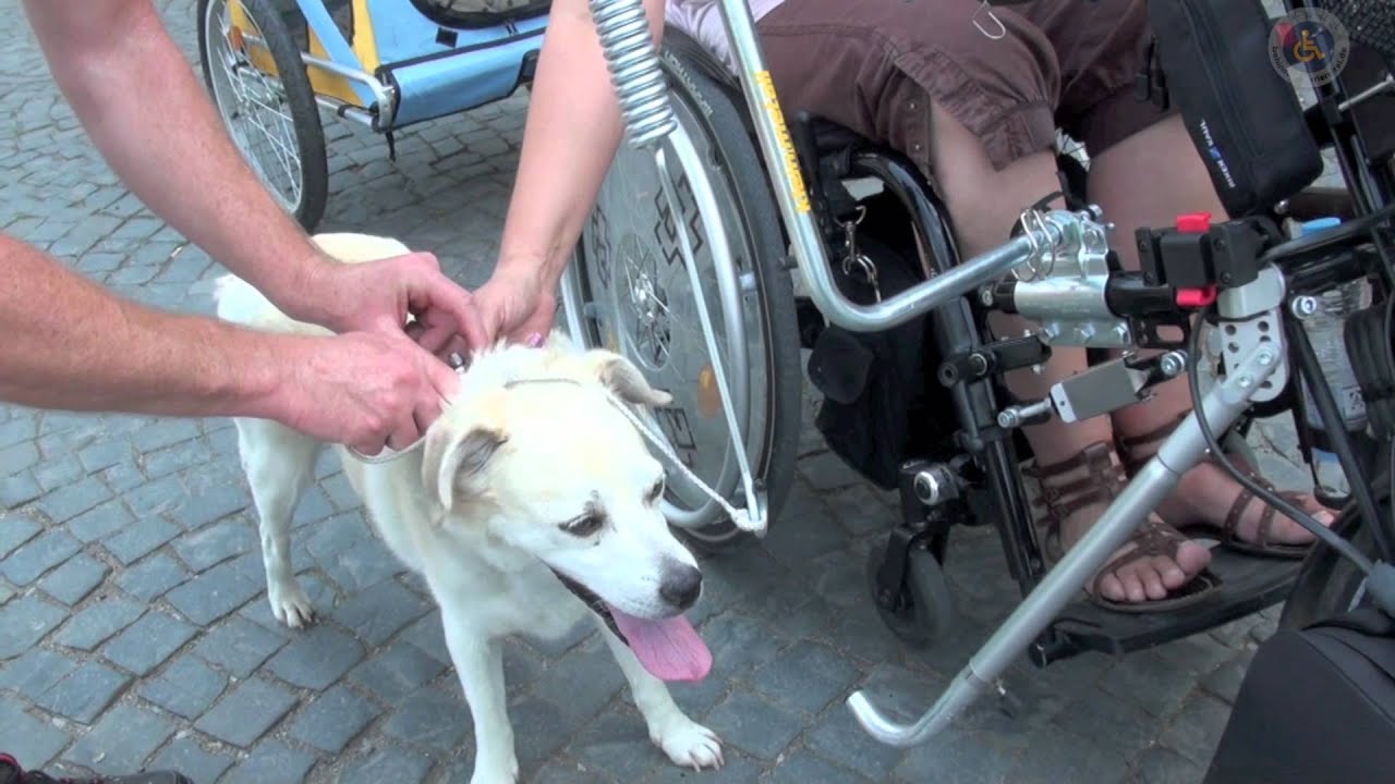 Rollstuhl Handbike Zubehör Hund