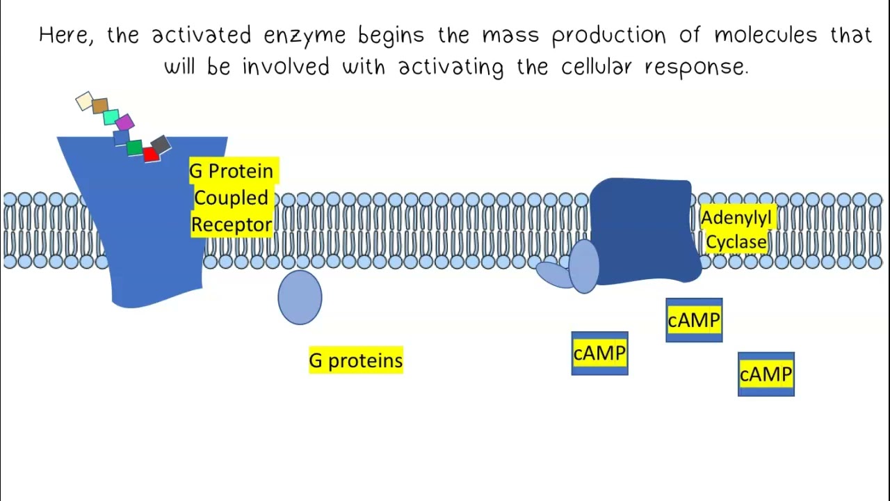 Signal Transduction AP Biology