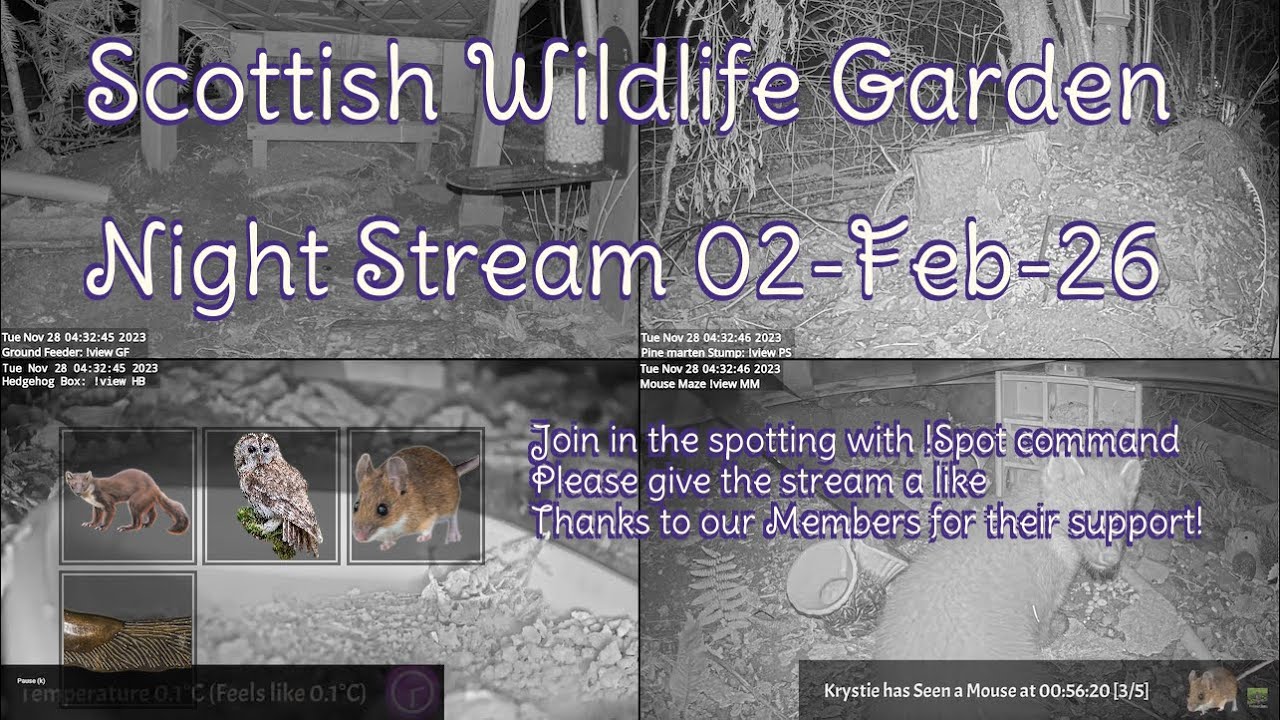 Night Stream February 2nd 2026 | Bird Feeders, Wildlife Cameras Scotland UK from SWG