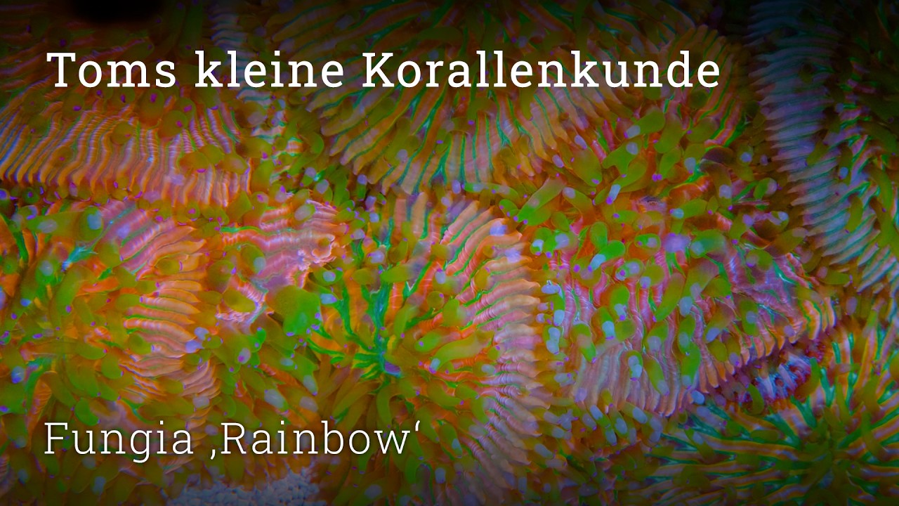 Fungia 'Rainbow' - eine einfache Steinkoralle f&uuml;r das Meerwasseraquarium