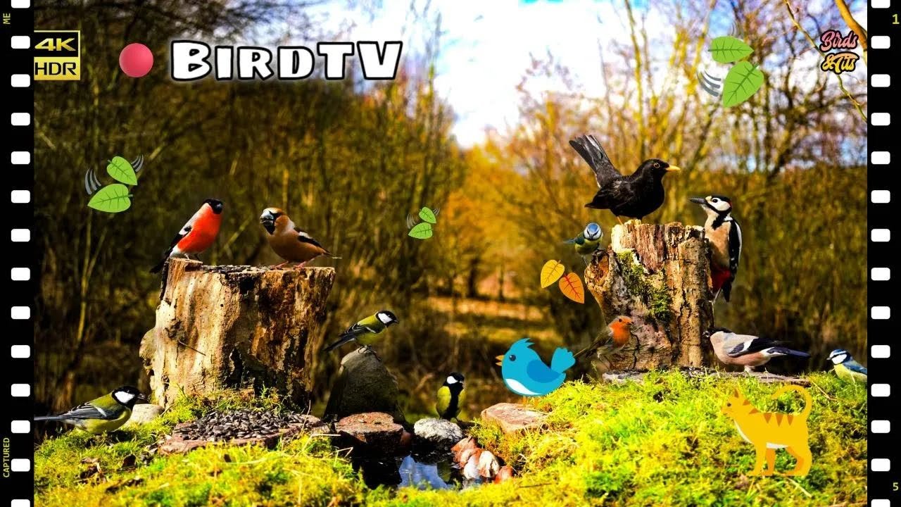 🔴 Birds for Cats: The Nature is waking up #birdwatch007#cattv