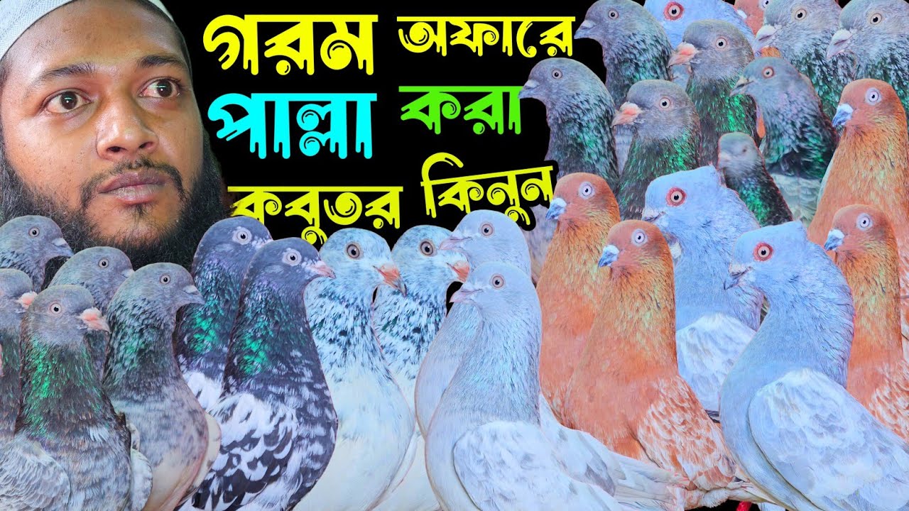 গরম অফারে পাল্লা করা হাইফ্লায়ার গিরিবাজ কবুতর কিনুন | বাকবাকুম পায়রা | Pigeon |