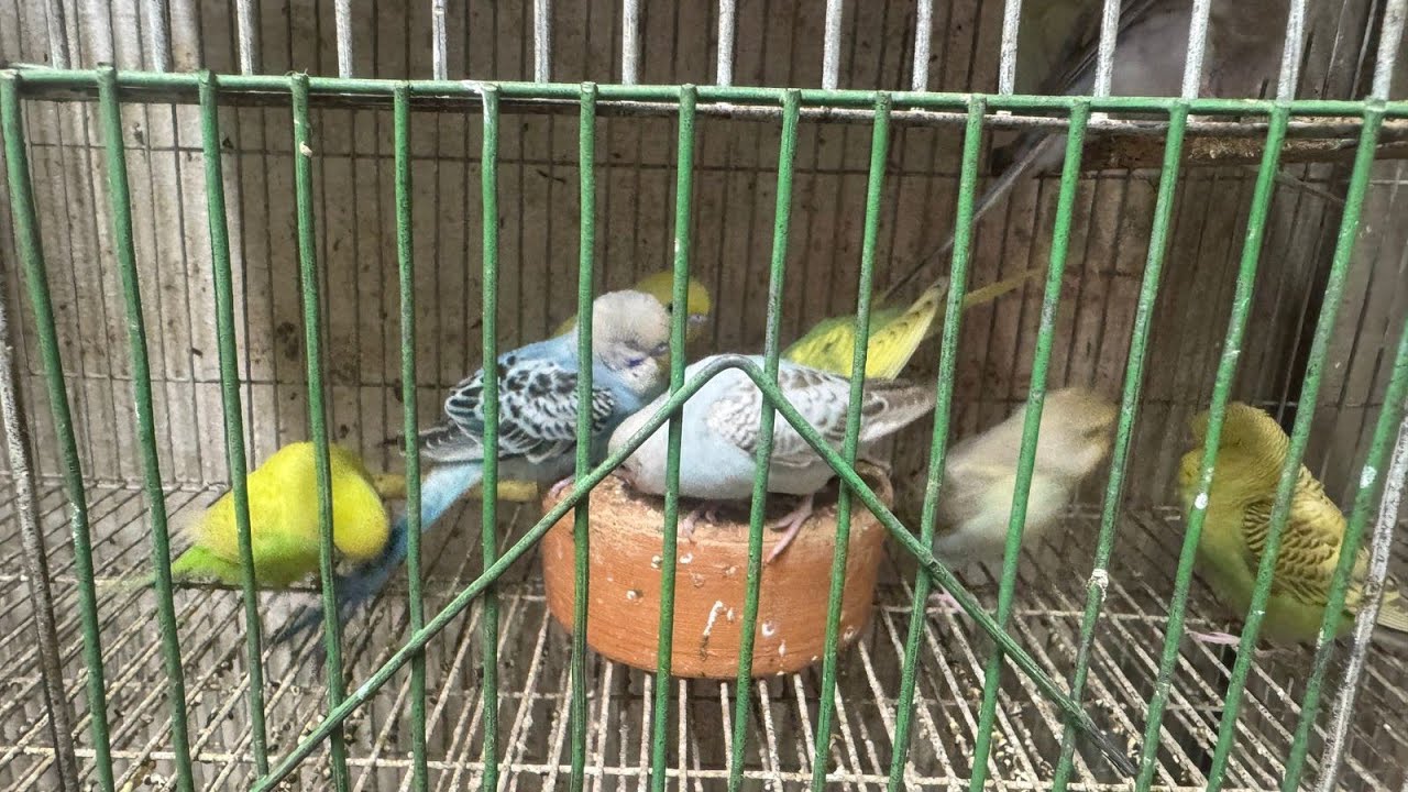Colourful Birds 🦜🐦