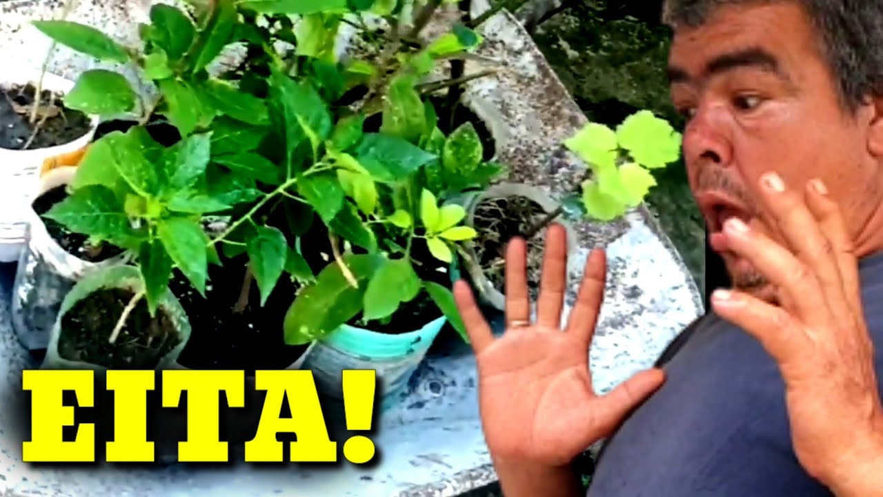 Fui vender plantas na feira veja o que aconteceu! #venderplantasnafeira #comovender #Feiradeplantas