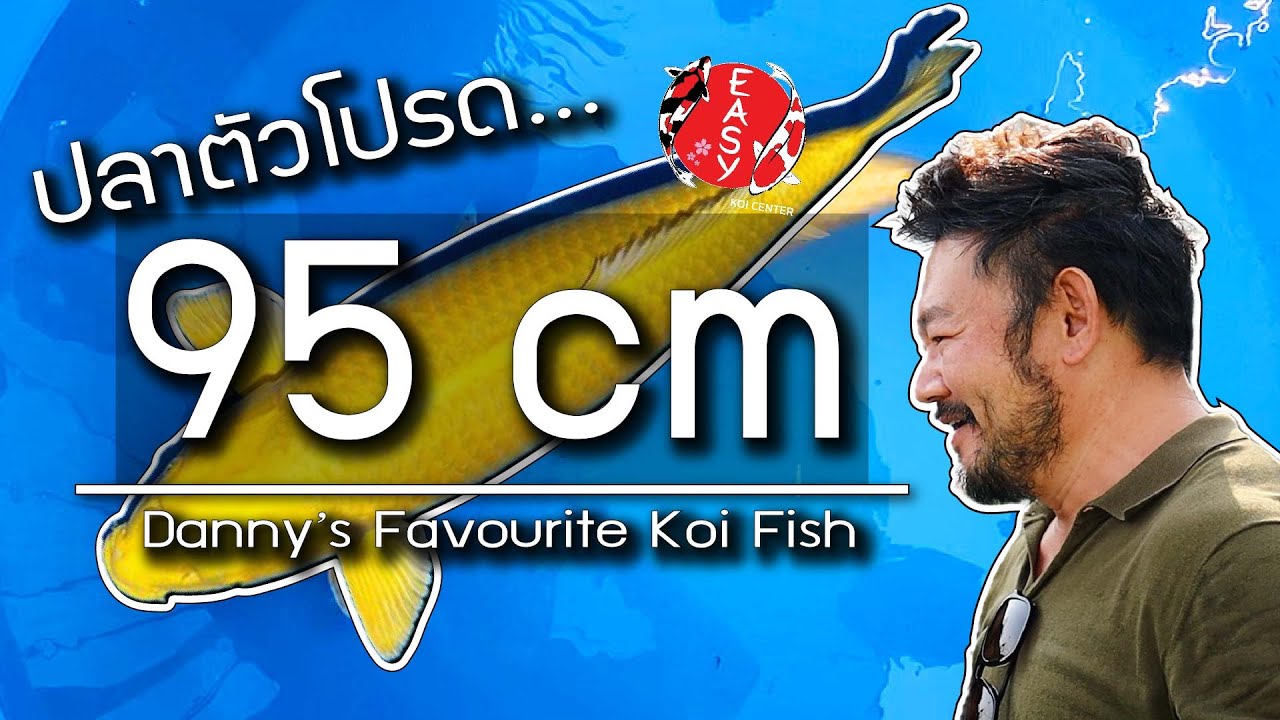 ปลาตัวโปรดของนักเลี้ยงระดับประเทศ 95 เซนต์กันเลยจ้า  - Koi Talk EP.76