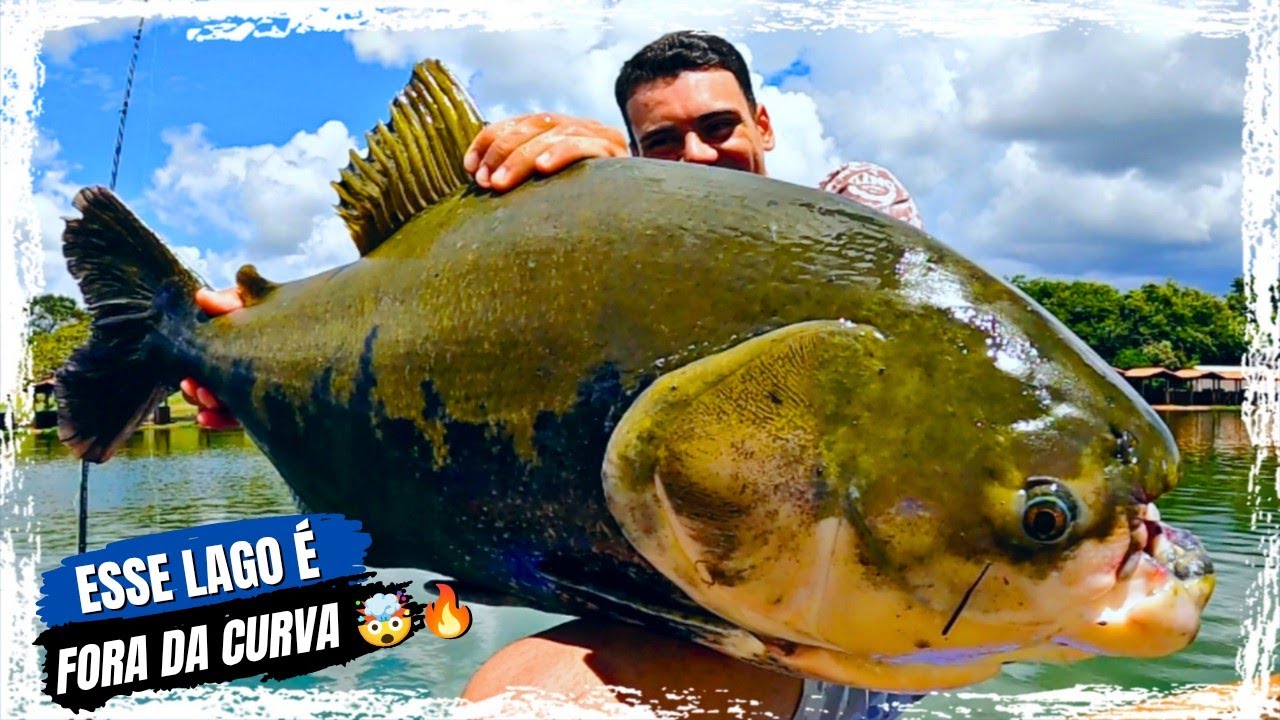 DOIS TAMBAQUIS SEGUIDOS NUMA PESCARIA DE MEIO PERÍODO!