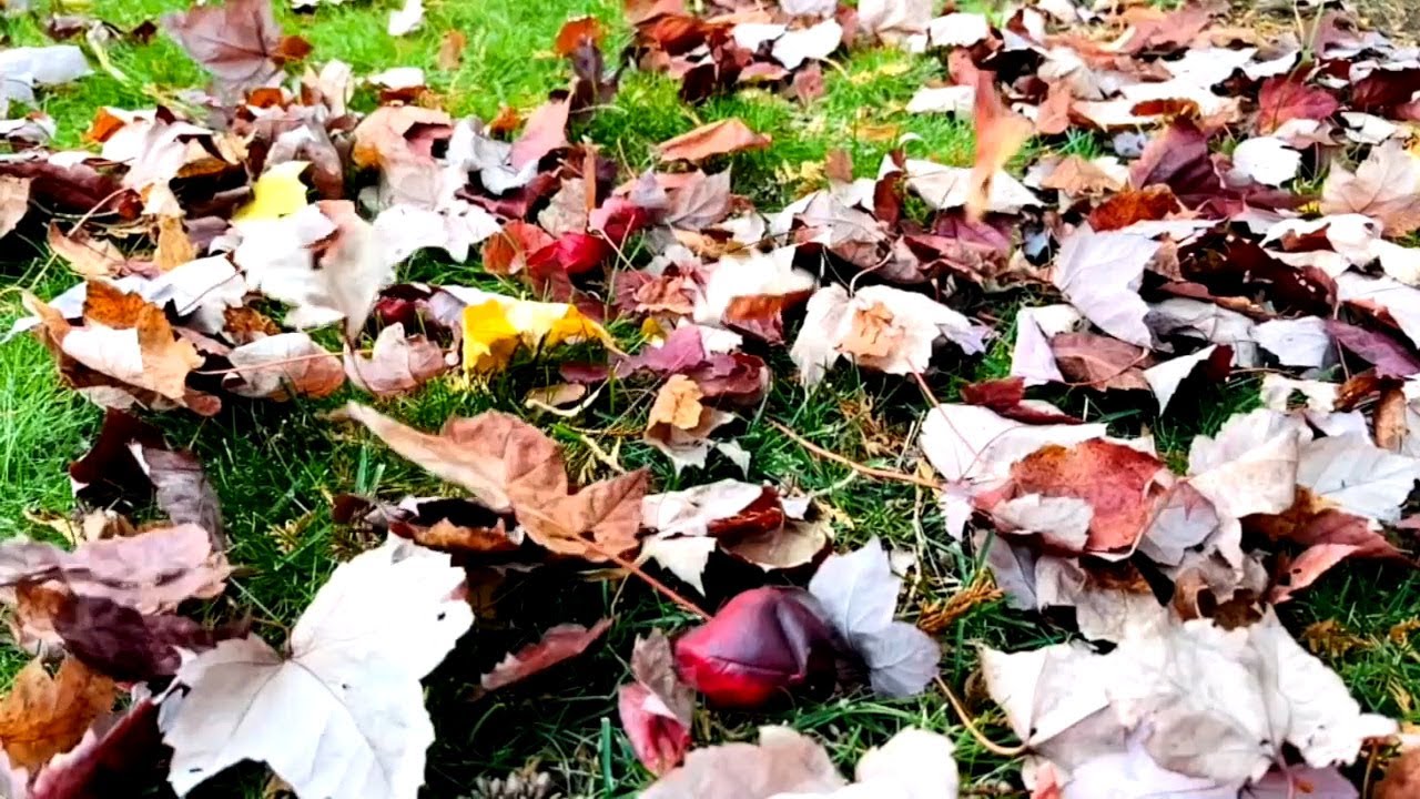 Arrêter de ramasser les feuilles mortes pour sauver l’environnement : reportage