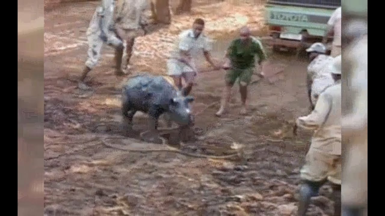 Animal Rescue: Baby Rhino Drowning in Thick Mud