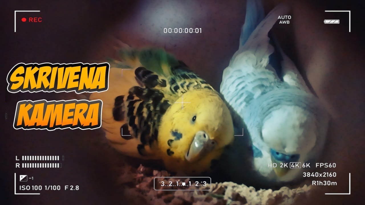 Parenje Tigrica u kavezu 🐣 USPJELI SMO!