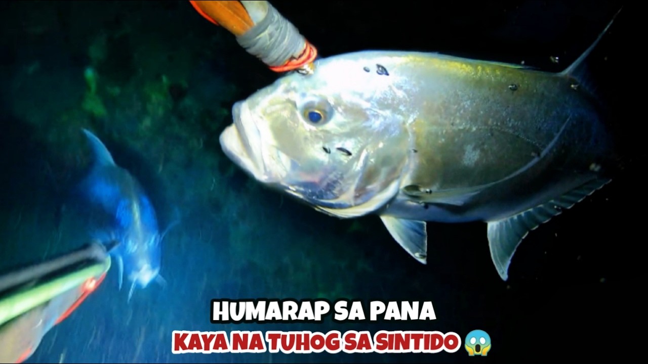 EP 485 HUMARAP SA PANA KAYA NATUHOG SA SINTIDO 😱 #fishing #spearfishing #viralvideo #viral 