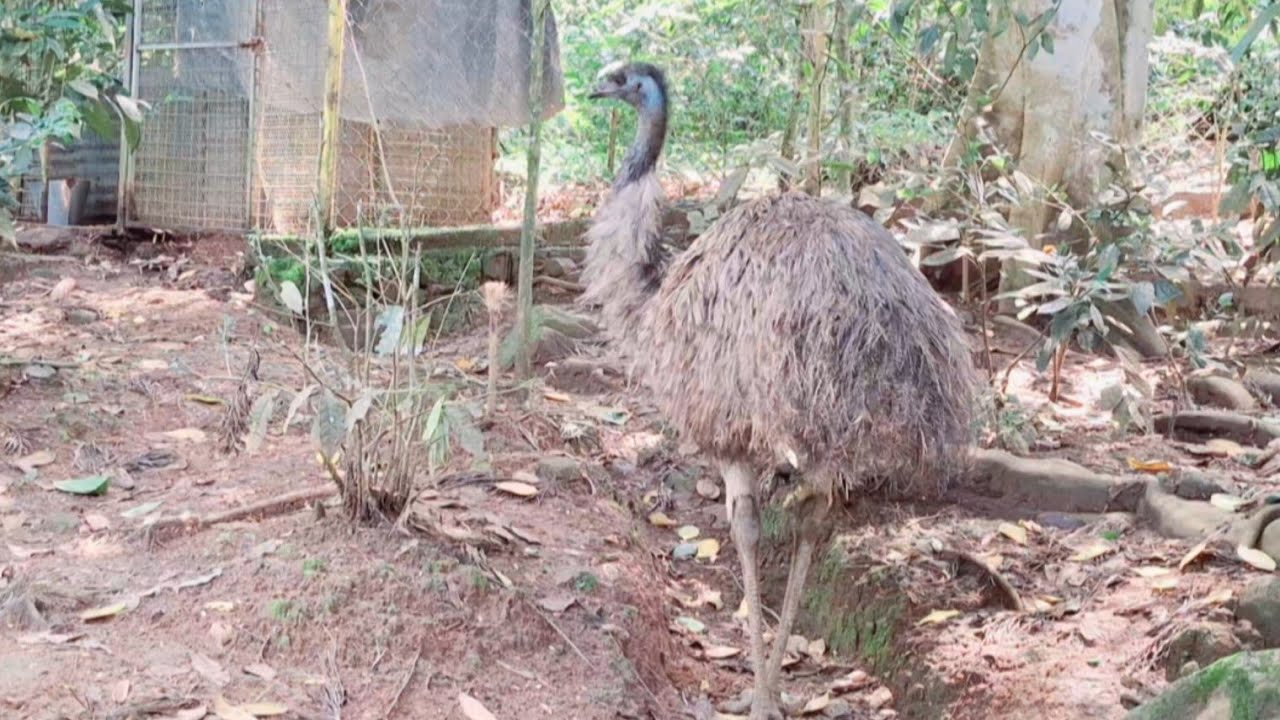Beautiful Pasbara | birds | animal #Animaldot