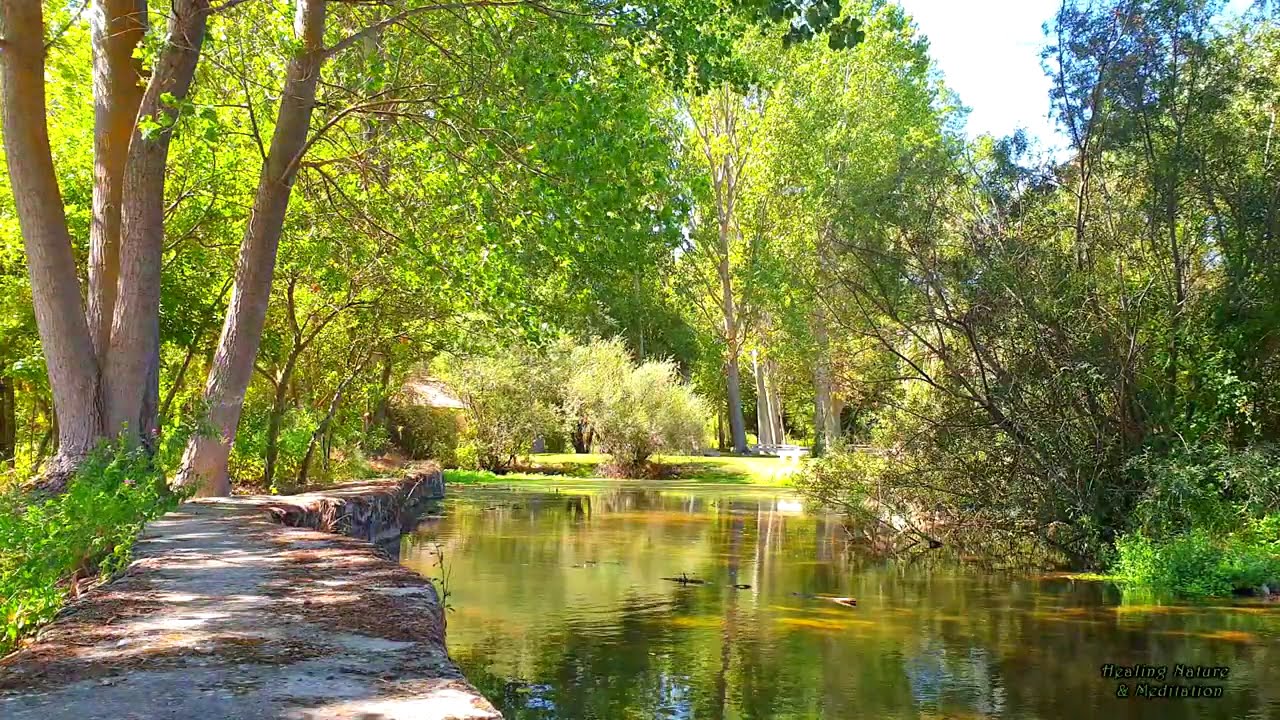 Relaxing Nature Ambience Meditation 🌳 Healing Sounds of a SUMMER Sunny Day in a SWAMP 🍀Gentle Breeze