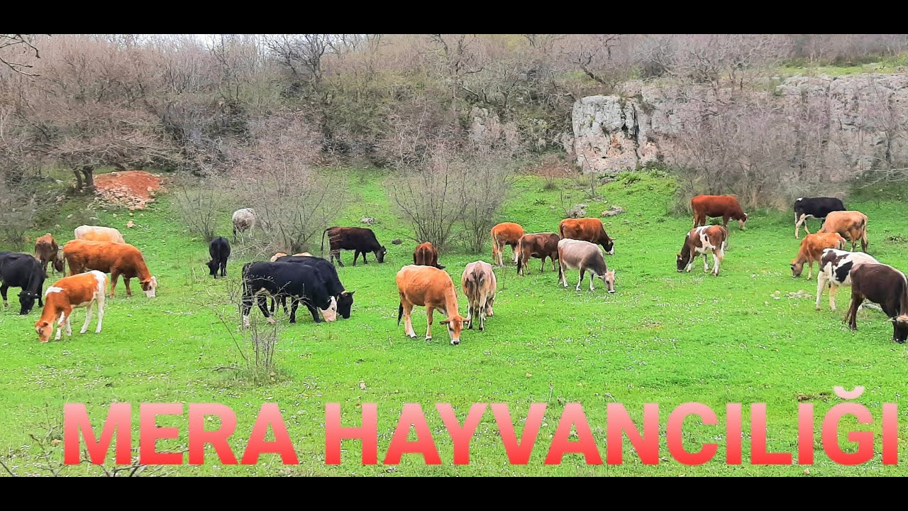 MERA HAYVANCILIĞI 1.#angus #büyükbaş #hayvancılık #merahayvancılığı