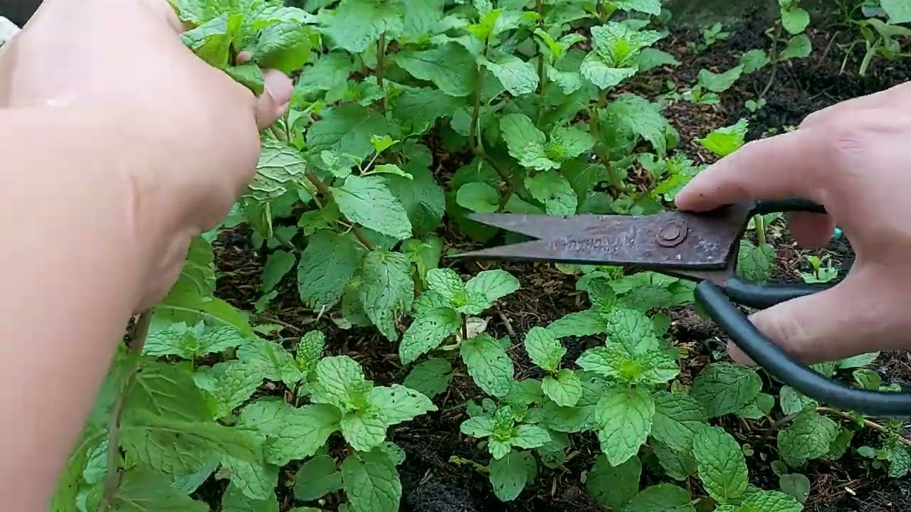 Cách Trồng Cách Chăm Sóc Cách Bón Phân Rau Húng Lủi Khỏe Lâu Tàn