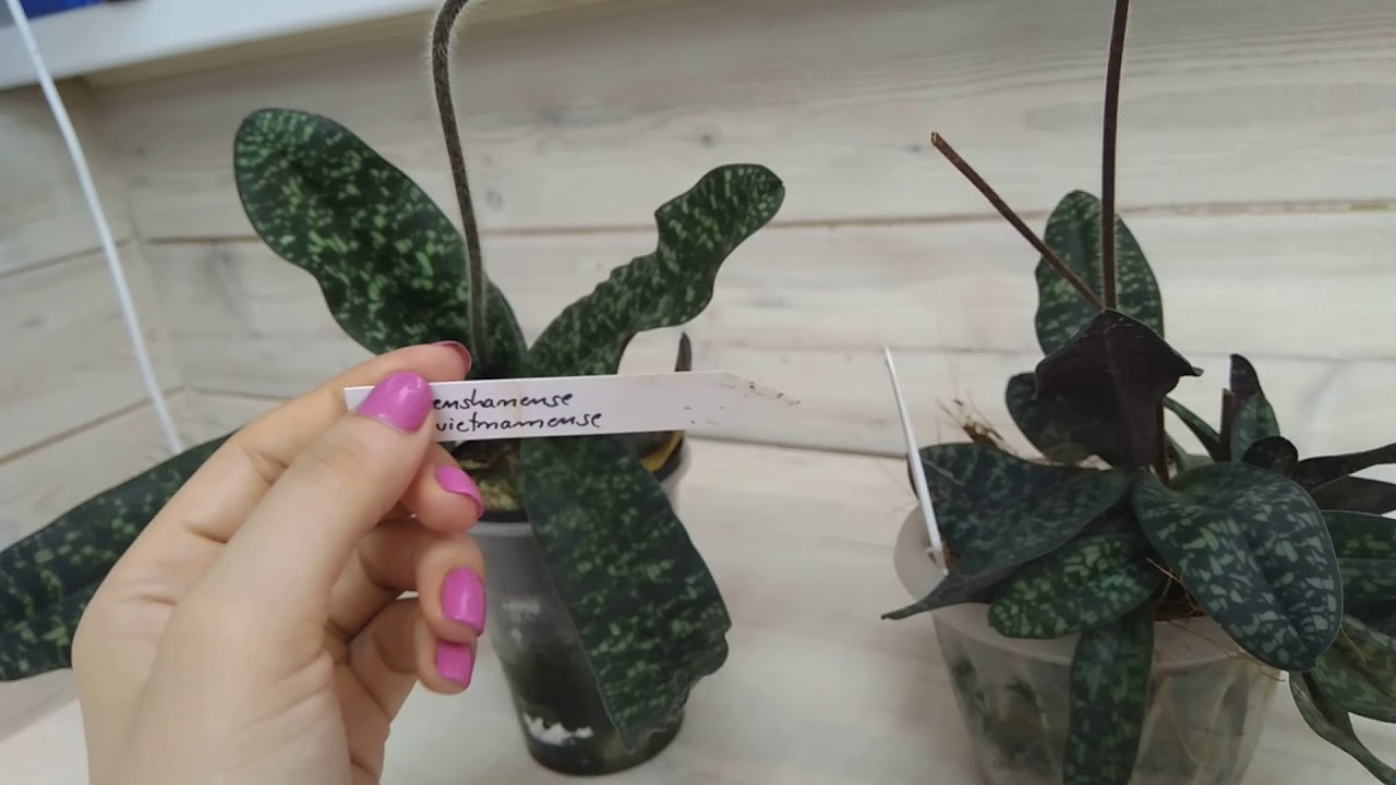 Цветение моих башмачков: paphiopedilum delenatii, paphiopedilum wenshanense x vietnamense