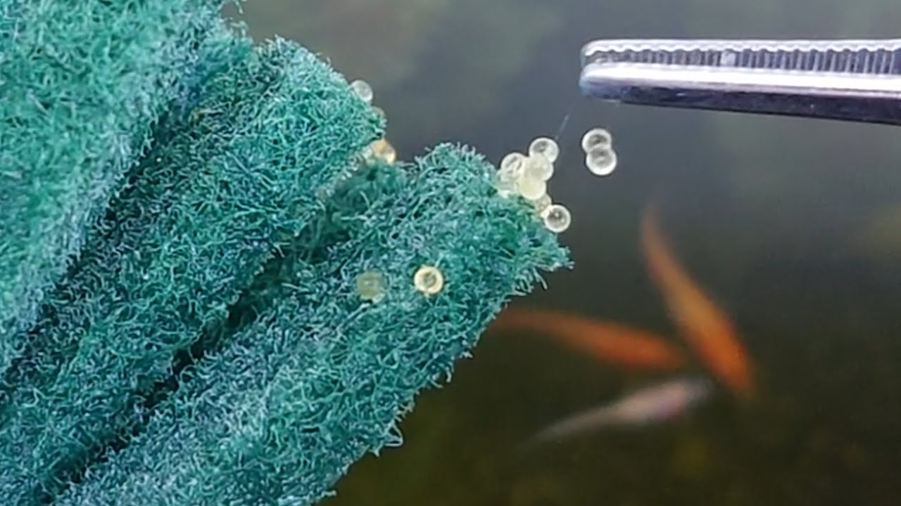 【メダカの産卵】メダカの卵を「どうやって孵化させて育てるのか？」簡単な針子の育て方をご紹介します。グリーンウォーターだけで育てる。