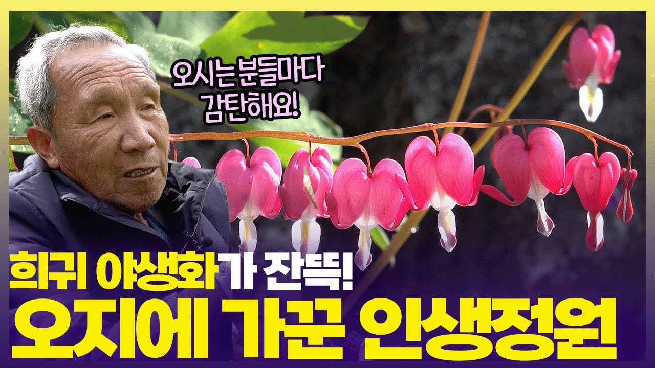 배타고 들어가면 환상적인 꽃정원이 눈앞에 펼쳐진다🌸 강원 화천 비수구미마을 [6시 내고향] | KBS 250508 방송