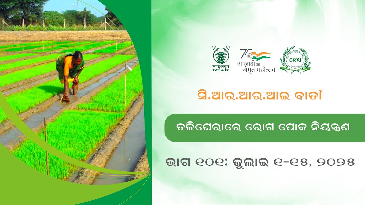 CRRI BARTA 01-15 JULY, 2025 (PART-101) II ICAR-CRRI, CUTTACK