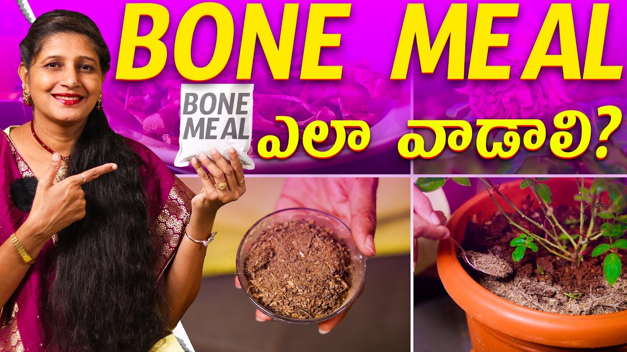 🔴 How to Use Bone Meal for Plants? 🦴 | Complete Bone Meal Fertilizer Guide