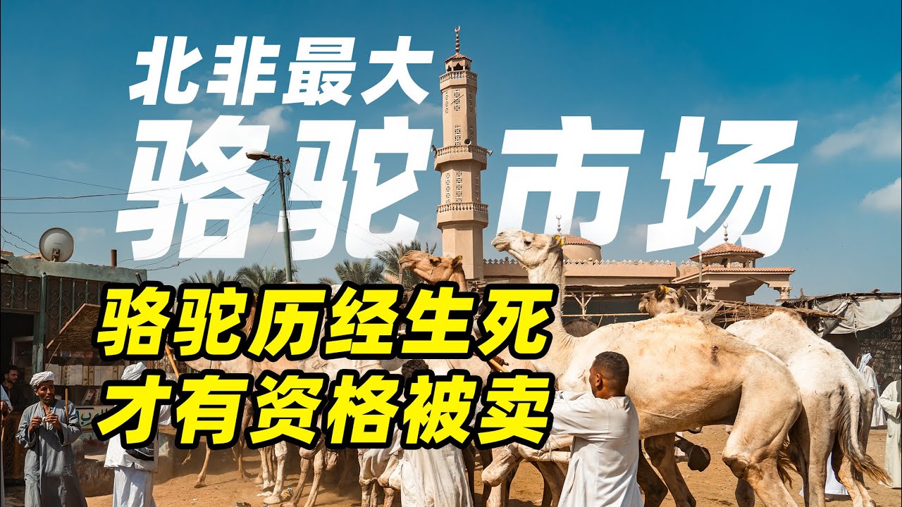 残酷！骆驼要在沙漠中走40多天才有资格来这里卖！埃及北非最大的骆驼市场！