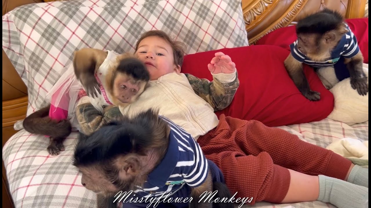 3 обезьяны и человеческий ребёнок в постели 😂😍♥️
