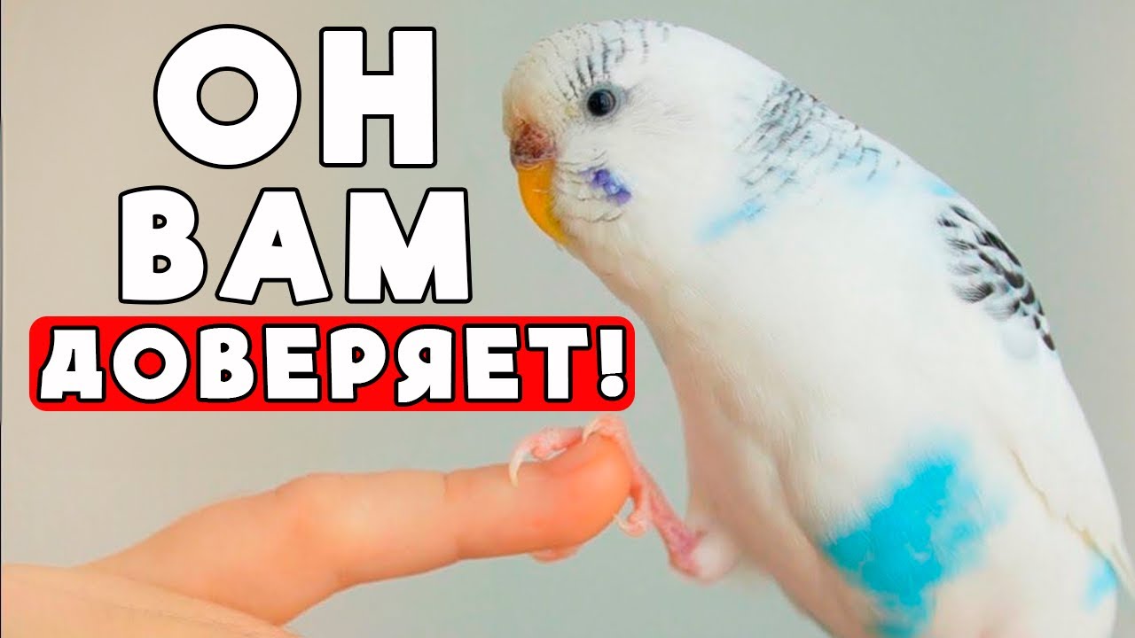 Как заставить волнистого попугайчика ДОВЕРЯТЬ вам