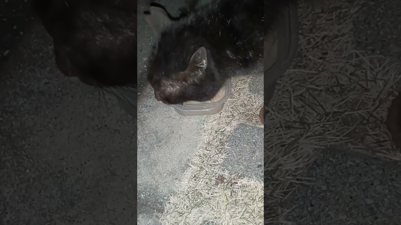 －１℃、お口の痛い😖💥マックちゃん♥️頑張れ✊‼️