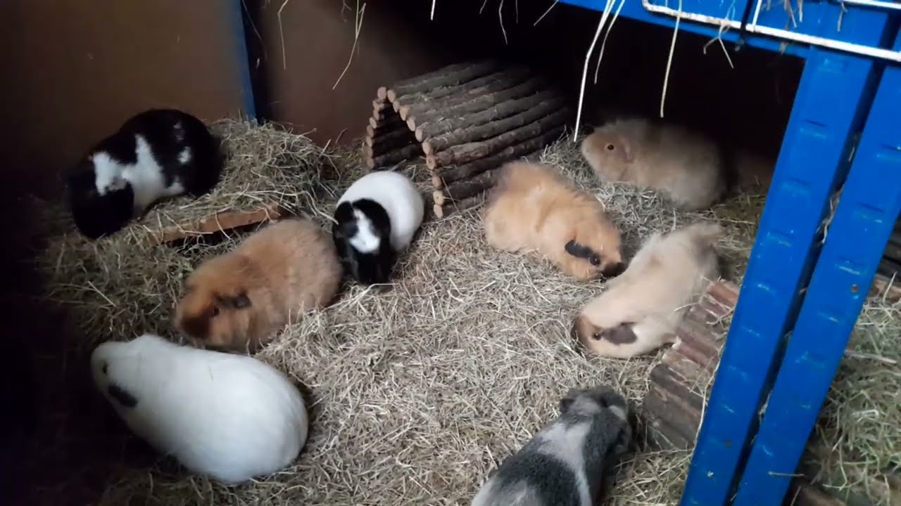 Rainy, dark morning @joannesguineapiglife5515 