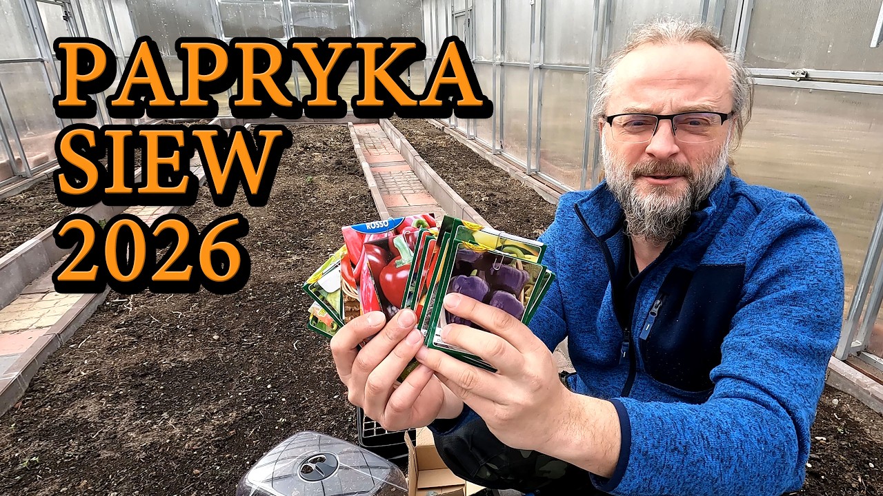 Papryka - siew 2026