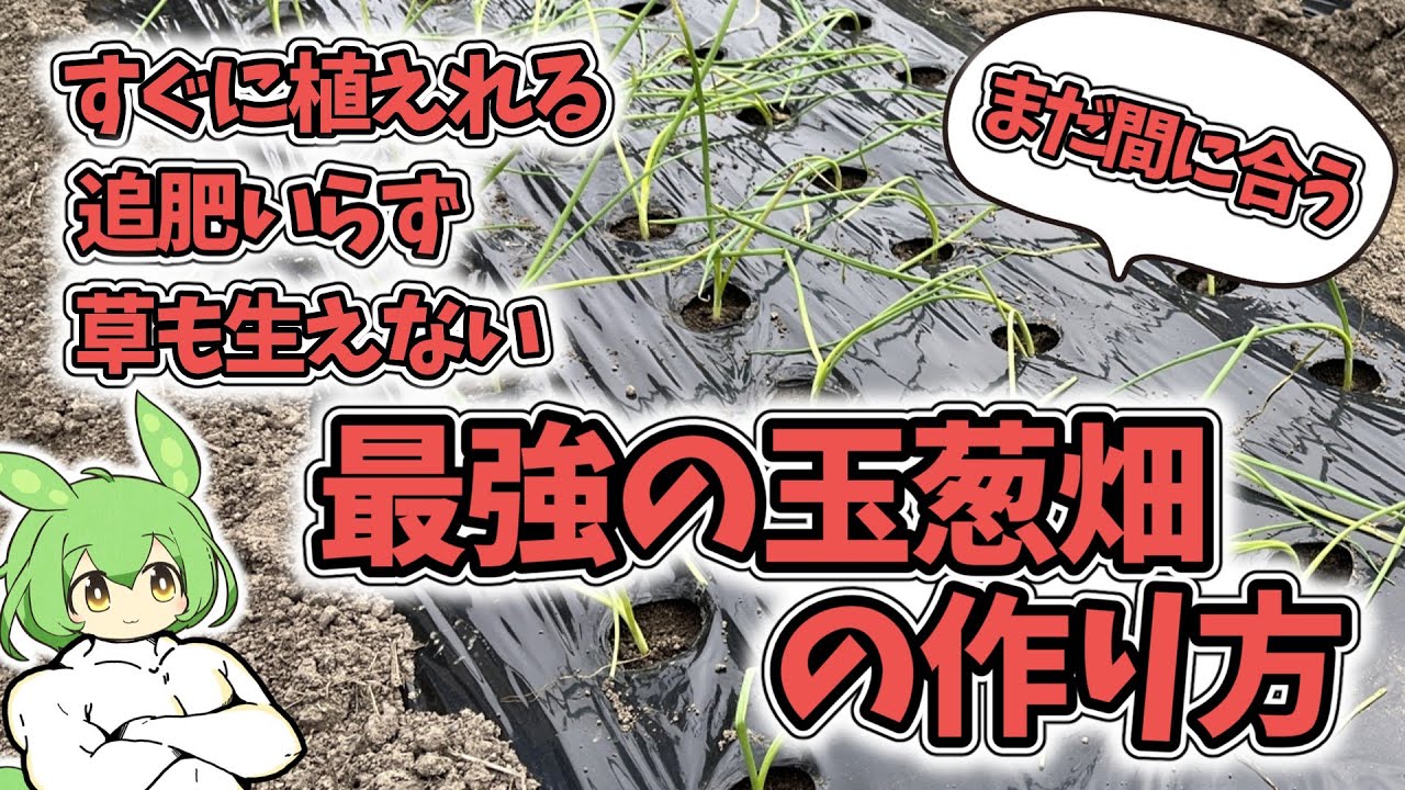 追肥不要、雑草知らず！！手間いらずの玉ねぎ畑作り