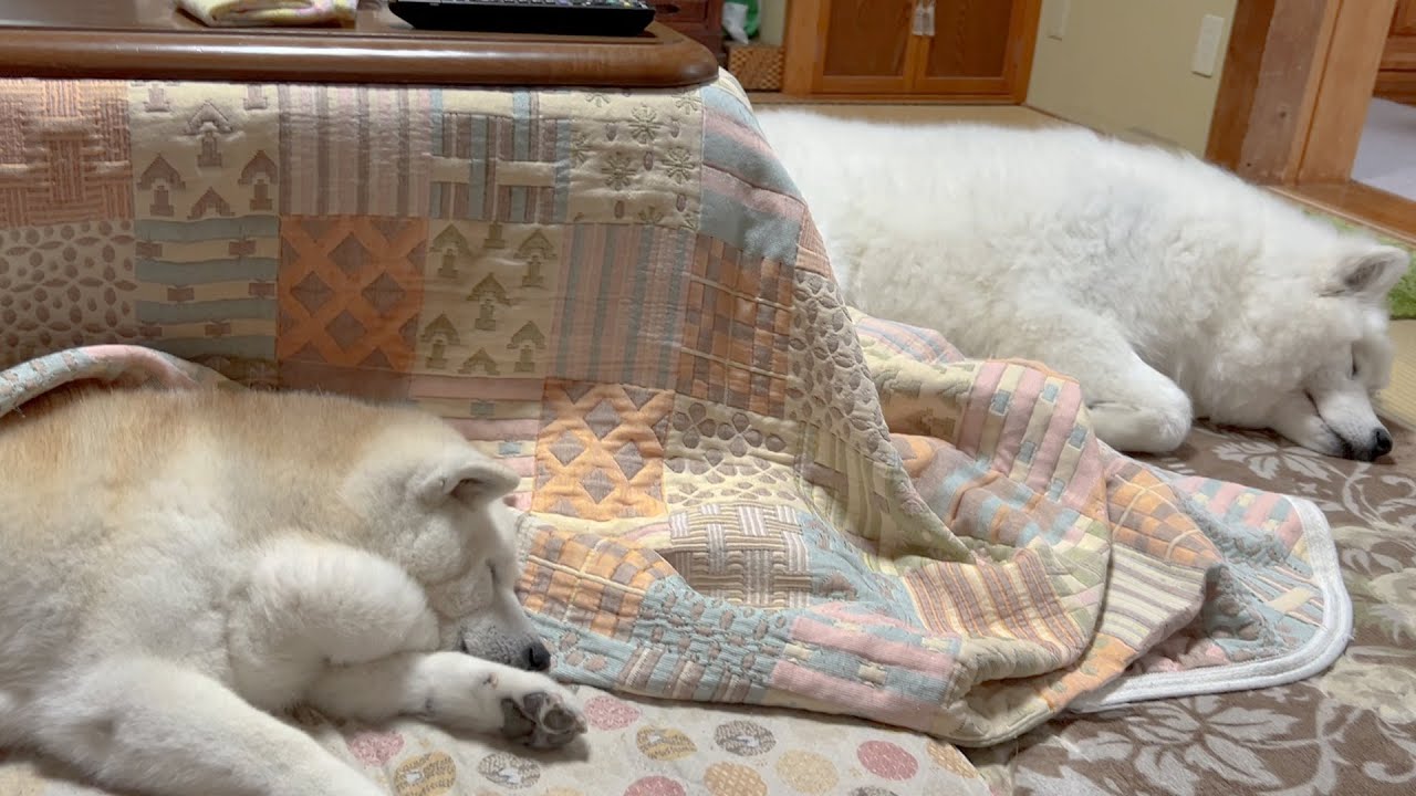 コタツが好きすぎる愛犬たち THE ファイナル