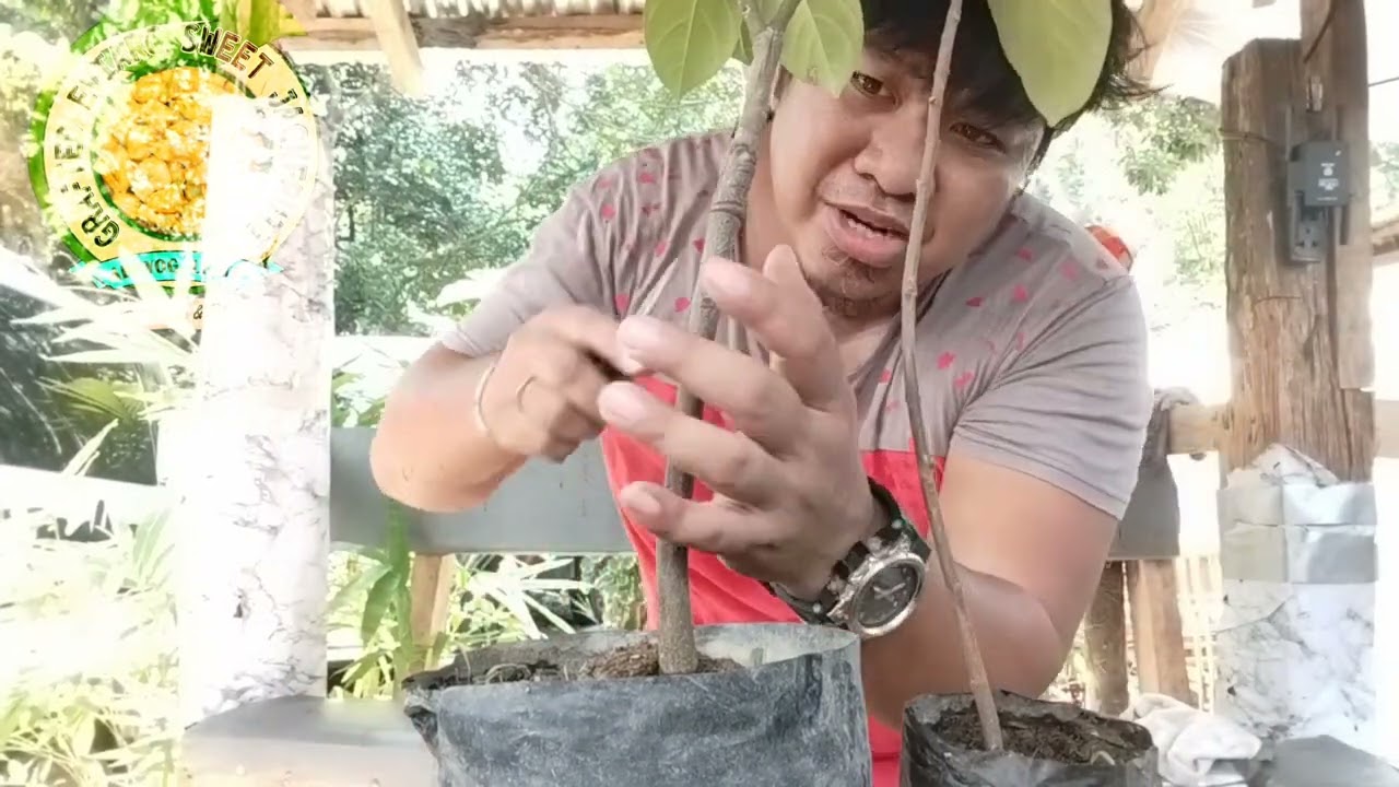 PAANO MAG DOUBLE ROOTSTOCK (IN-ARCHING METHOD)