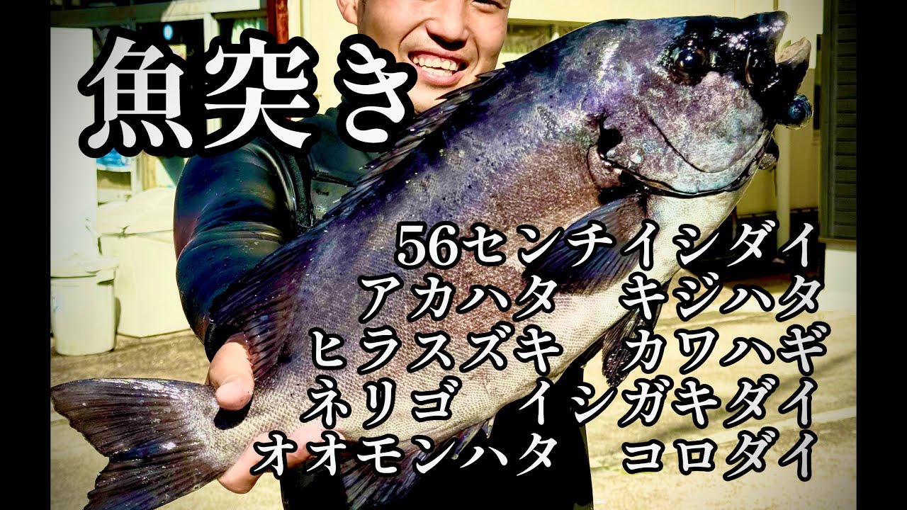 【魚突き】 #長崎 #野母崎 イシダイ/イシガキダイ/アカハタ/キジハタ/オオモンハタ/ヒラスズキ/ネリゴ/カワハギ/ネリゴ/コロダイ