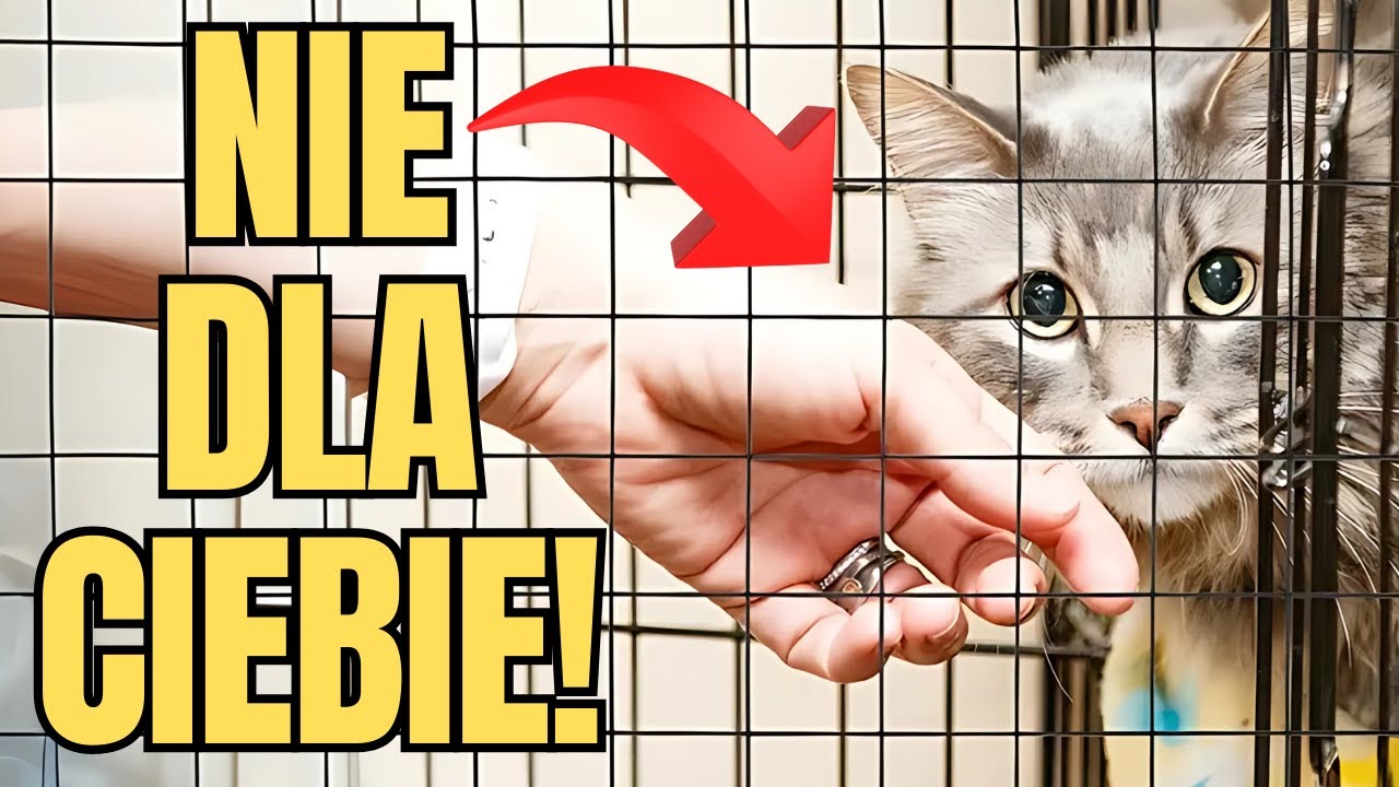 Dlaczego tak trudno adoptować kota ze schroniska? 😨