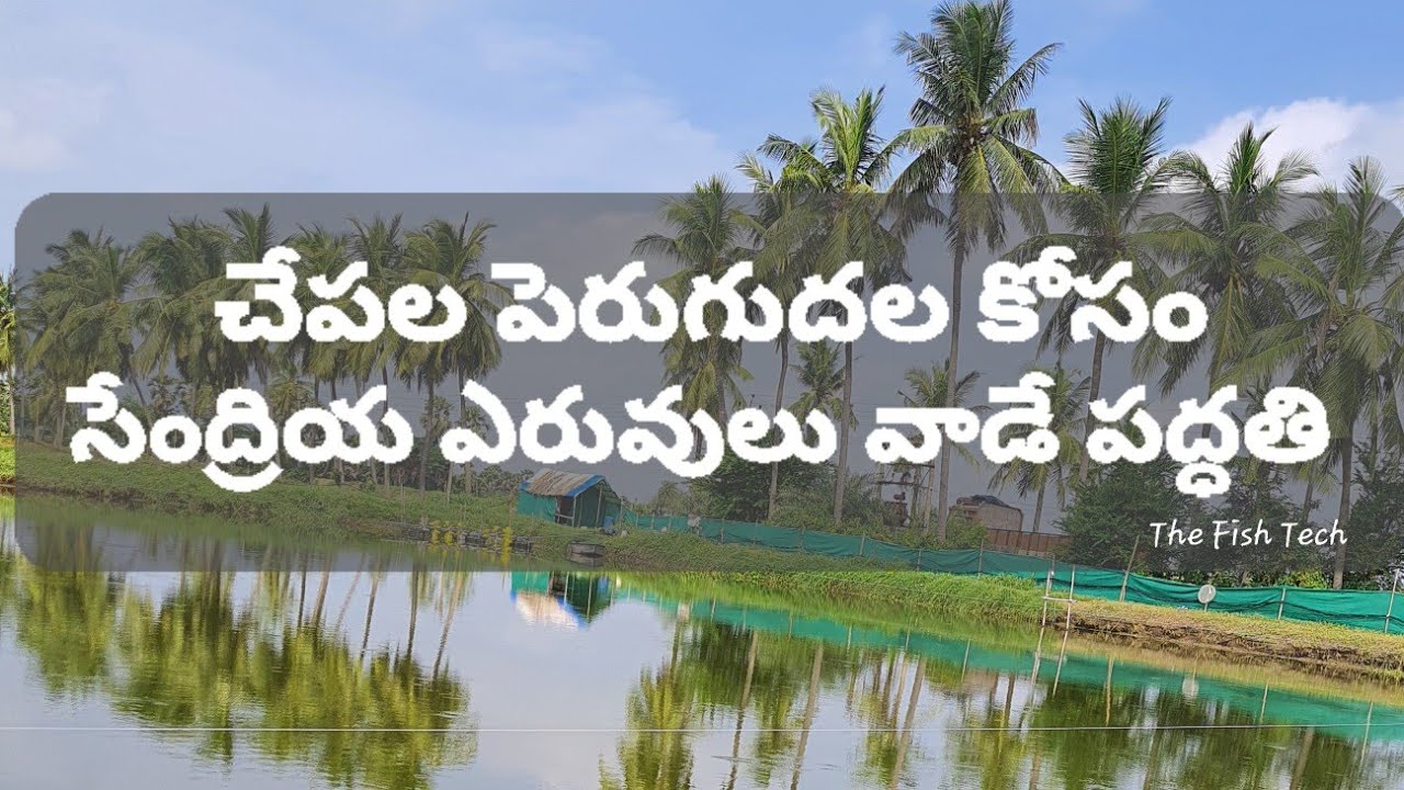 చేపల పెరుగుదల కోసం - సేంద్రియ ఎరువులు వాడే పద్ధతి | Fish Pond Organic Manuring Method
