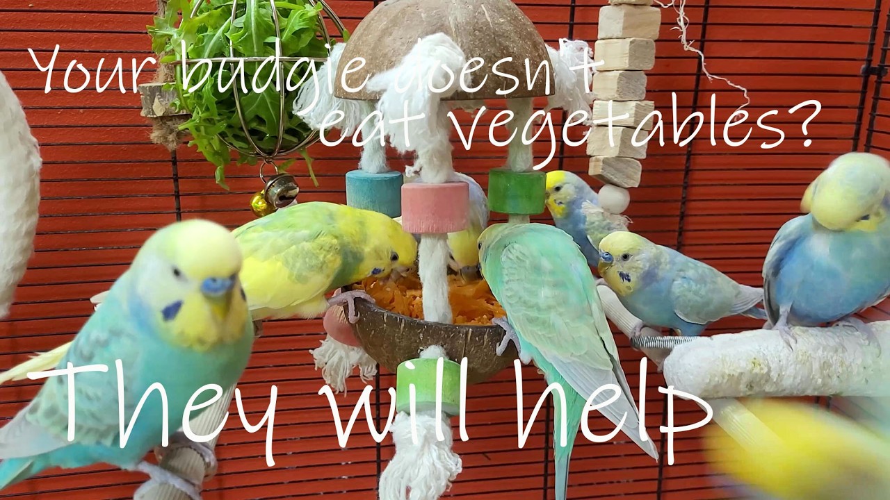 Your budgie doesn't eat vegetables?  Happy budgie sounds and their example will help you