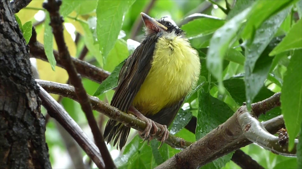 Volant&oacute;n de Benteveo (Pitangus sulphuratus) pidiendo alimento.