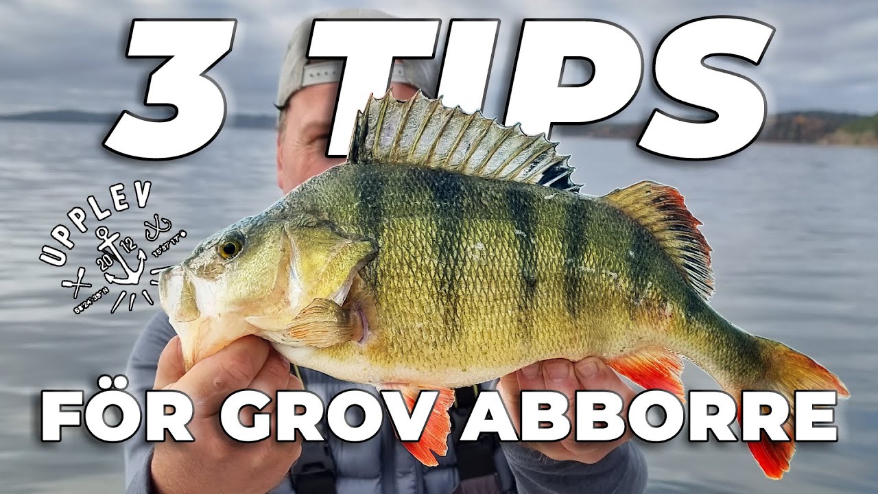 3 TIPS P&Aring; HUR DU F&Aring;NGAR GROV ABBORRE - FISKAR MED UPPLEV