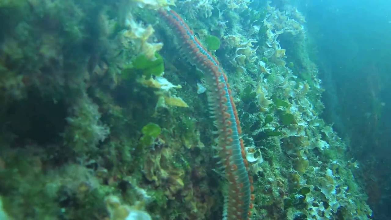 Σκουλήκι της φωτιάς - Fireworm - Hermodice carunculata - Σκόπελος