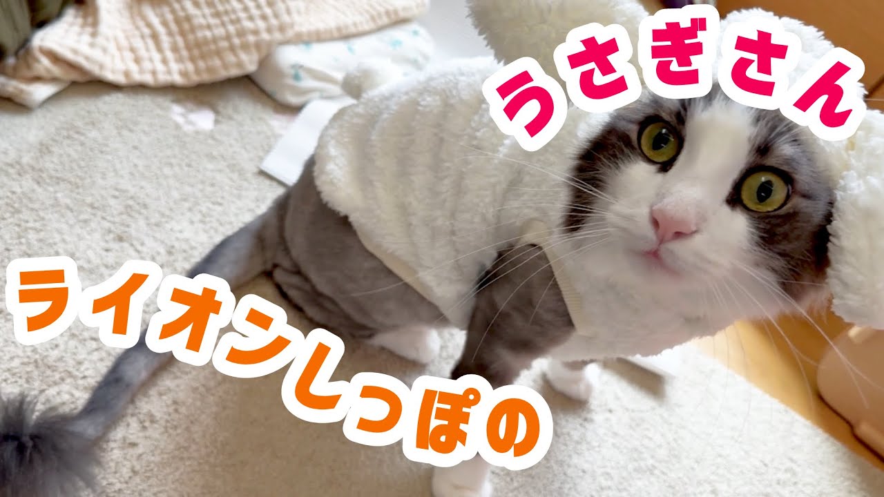 肌寒くなってきたので初めてのお洋服を着てウサギに変身なライオン猫？🤭