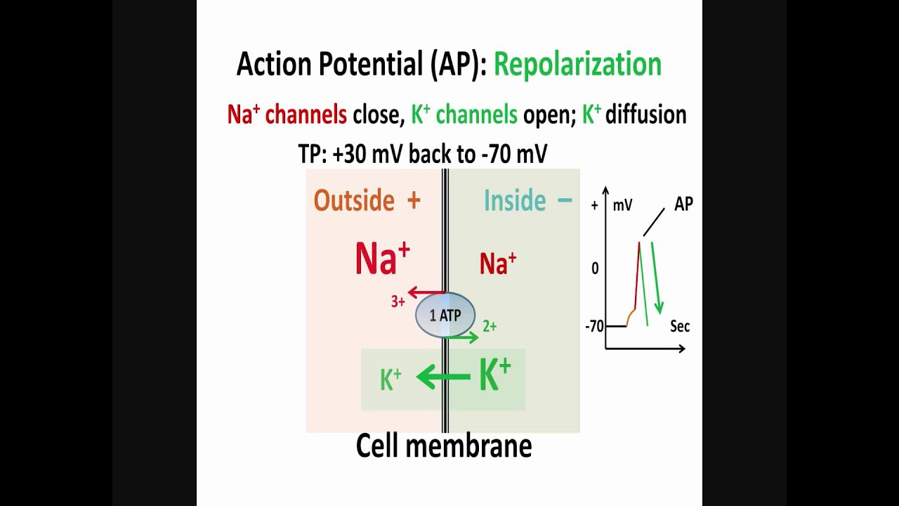 Neuron, Action Potential, Part 2: Depolarization, Repolarization, Hyperpolarization