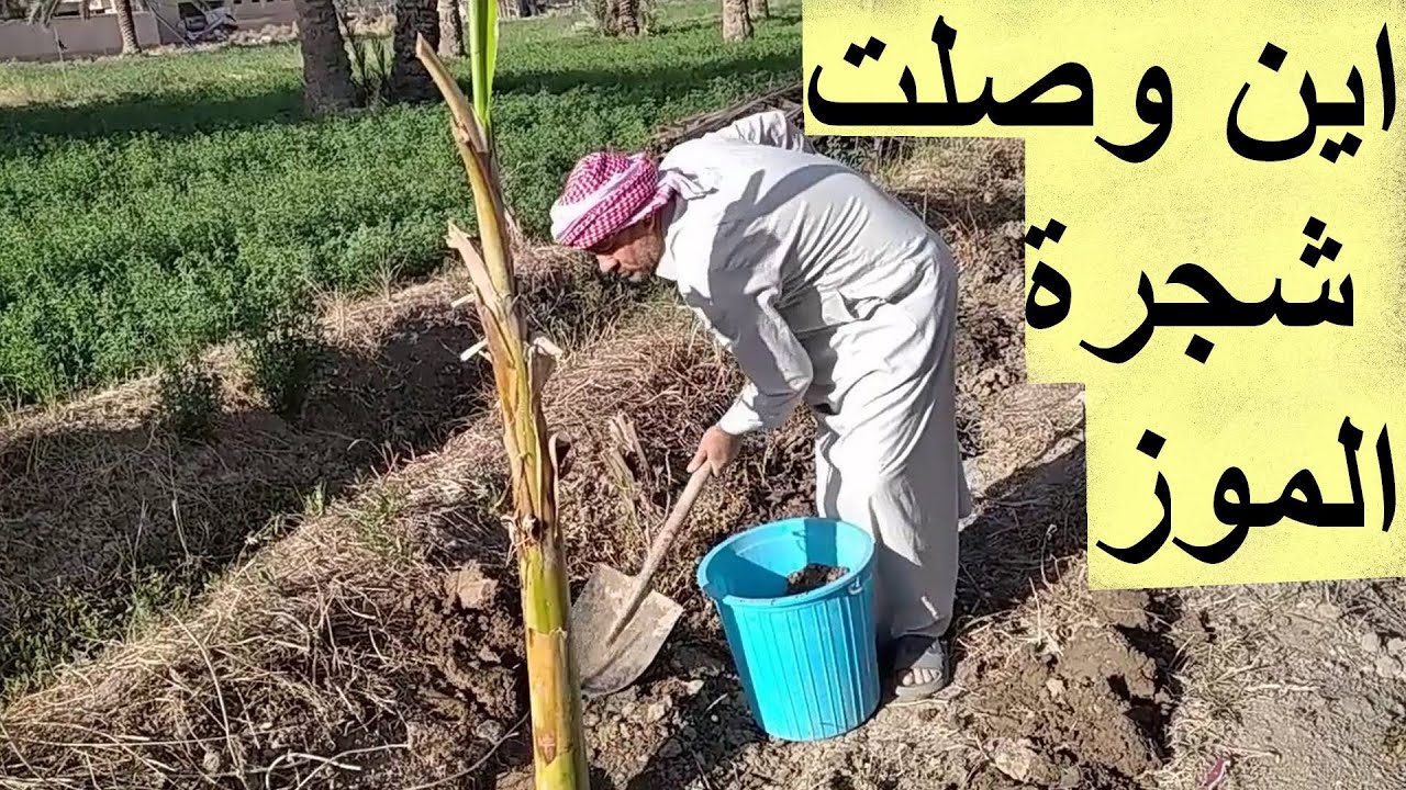 زراعة شجرة الموز ومداراتها (الجزء الثاني)