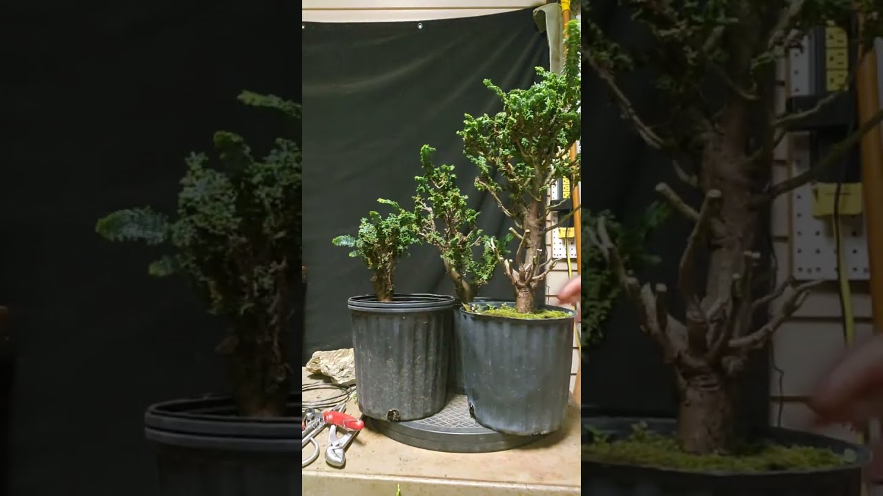 Top Sekka Hinoki Bonsai Designs You Need to Try Now