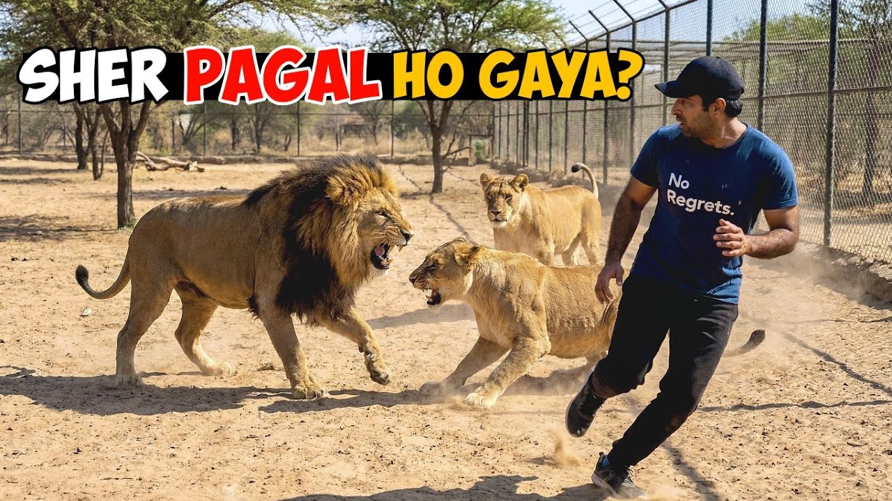 Sher Itna Gussa Kyun Ho Gaya? 😱 Lion Ne Apni Hi Lioness Par Hamla Kar Diya!