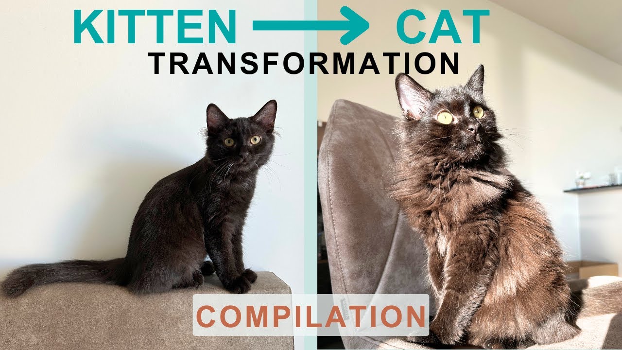 Watch My Kittens Grow Up (3 Months to 1 year) | Cute & Funny Cat Compilation