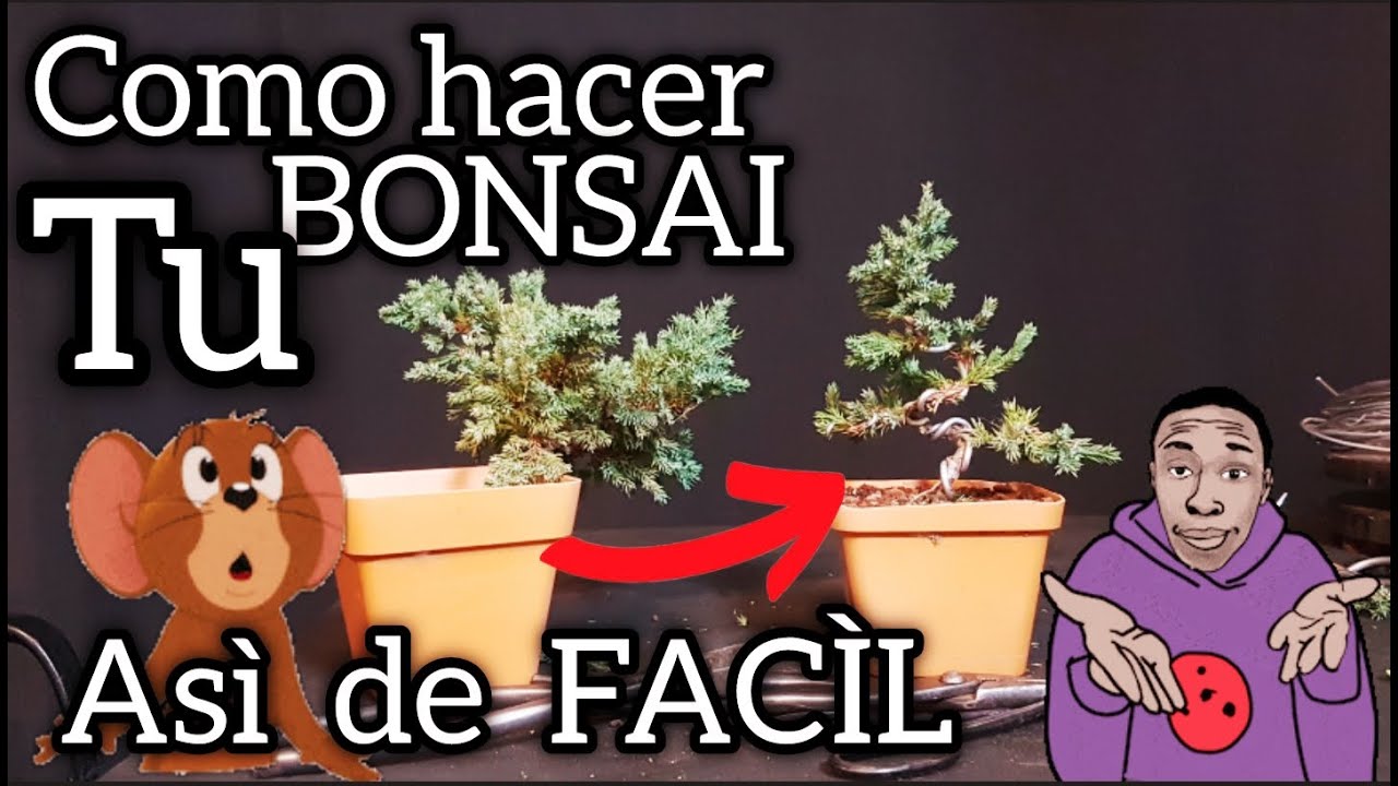 COMO HACER UN BONSAI  | PRIMER ALAMBRADO *JUNIPERO - SUPER FÁCIL - RAPIDO!!!!!!    bonsai tree