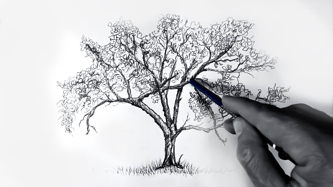 Ağaç Nasıl Çizilir? - Kolay ve Basit Yapraklı Ağaç Çizimi  Karakalem Resim