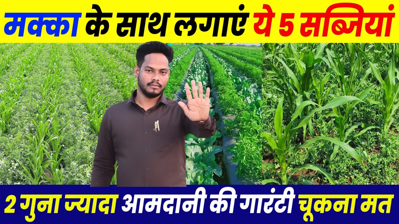 Garmiyon me Makka ke sath Lagane yah 5 hari sabji | Makka ke sath intercropping | sabji ki kheti