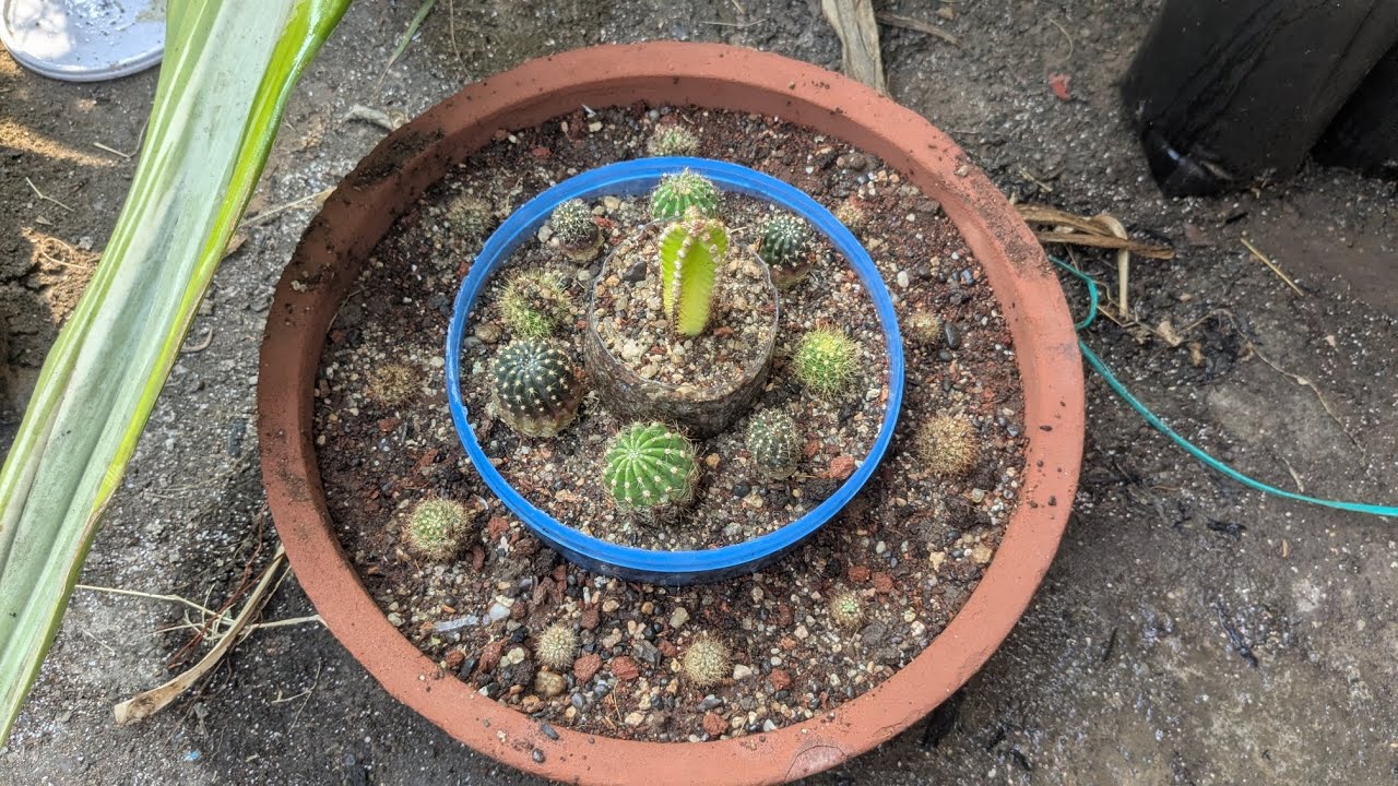 Making 3 step cactus tray 